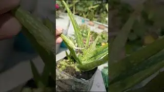 Aloe Vera Babies from Bulbs? Watch the Magic! ✨🌵#shorts #aloevera #plants