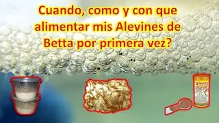 Cómo alimentar alevines de bettas recién nacidos - Cuando y como darle su primera comida💯