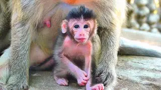 Baby Monkey Looks So Peaceful Surrounded by a Big Loving Family 🐒💛.