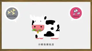 Popular science animation of probiotics preparations