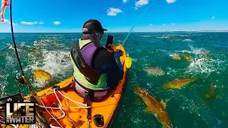 HUNDREDS of BULL RED DRUM Swarm KAYAK