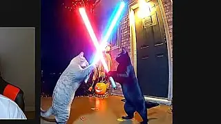 Crazy Cat Fight With Lightsabers Star Wars