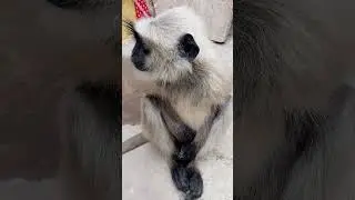 black face monkey with Sakshi #shorts #animals #bandar #viral #monkey #funny