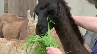Can llamas' antibodies help fight COVID-19?