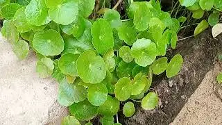 feuilles de centenaria