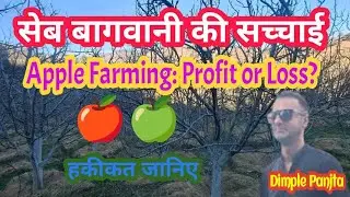 Do apple growers make a profit? / Dimple Panjta / Loss or Profit / @bagwanikibaat