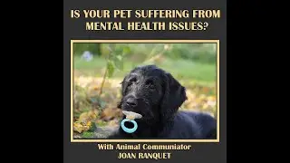 Is Your Pet Suffering From Mental Health Issues? With Animal Communicator Joan Ranquet