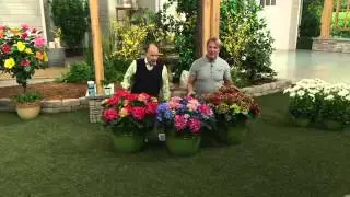 Cottage Farms 3-piece Reblooming Hydrangea Collection on QVC