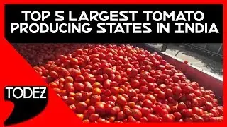 Top 5 Largest Tomato Producing States in India //  सबसे ज्यादा टमाटर पैदा करने वाले राज्य !!