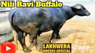 🐃 Nili-Ravi Buffalo Farming Tips 2025 | High Milk Production | Lakhwera Breeds Official