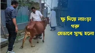 How a lame cow was cured by blowing