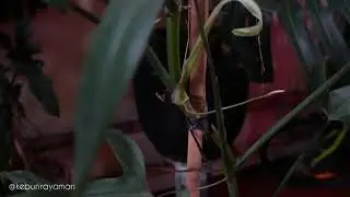 #PLANT                                                                      PHILODENDRON HOLTONIANUM