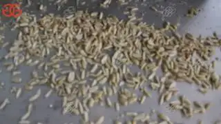 Groundnut Slivering Cutter Machine Working Video Youtube