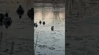 Power kicker keeping the hole open #duckhunting #outdoors #icehole#avianpowerkicker
