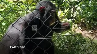 Congo chimp sanctuary struggles to feed primates after M23 takeover