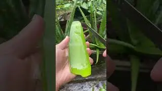 Amazing uses of aloe vera #shorts