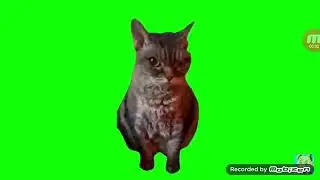 Grumpy cat meme