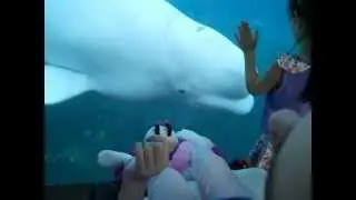 Beluga Whale Juno
