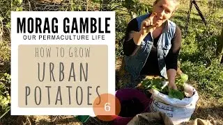 How to Grow Urban Potatoes by Morag Gamble