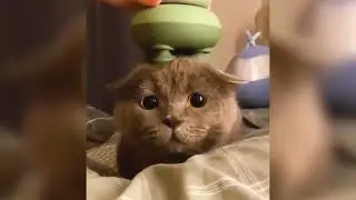 Pet Playtime Pranks The Most Hilarious Animal Footage on YouTube