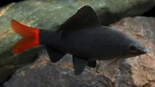 Epalzeorhynchos bicolor (Red tail shark, Лабео двухцветный)