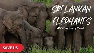 Sri Lankan Elephants : Save Us!