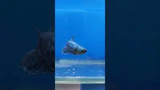 Dual Tone Betta | Color Changing Betta Fish #viral #shorts #betta
