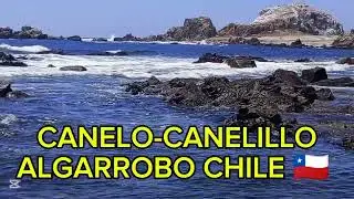 🌊HERMOSO😍CANELO-CANELILLO ALGARROBO CHILE🇨🇱 (Grabado 07/Dic/2024)