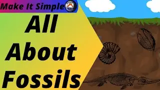 All About Fossils - Everything You Need To Know