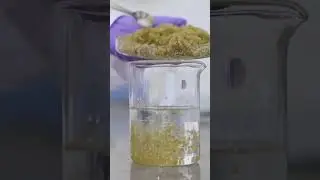 This is how seaweed is turned into plastic. #seaweed #sustainability #ecofriendly