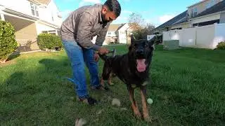 How to manage German Shepherd shedding