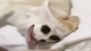Lucy the Fennec Fox has sparta remix
