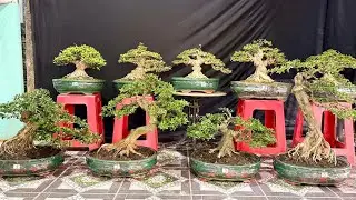 THÀNH TÀI BONSAI 30/12 ĐẸP RẺ GIÀ - Mai Chiếu Thủy, Linh Sam thành phẩm chơi Tết