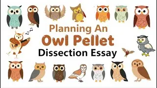 Owl Pellet Dissection Graphic Organizer & Planner | Narrative Writing, Perfect for grades 3, 4, 5.