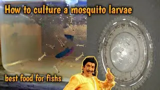 How to culture mosquito larvae | Easy to culture | best food for fishes | tamil