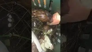 Snails eating vegetables #snailpet #snail #animals #nature #ytshorts #pets
