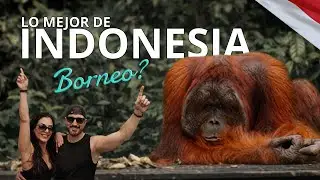Lo mejor de Indonesia🇮🇩 BORNEO y los Orangutanes Salvajes 🦧 1/4