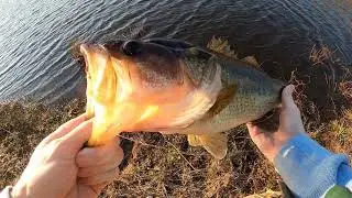 Tenkara Fly Fishing For the BIGGEST Fish of 2022 So Far