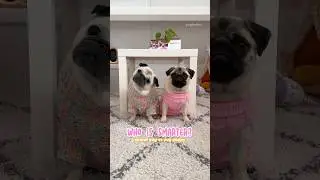 Testing which one of my PUGS is the SMARTEST 🧠👀 #pug #dog #funny