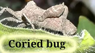 Coreid bug close - up