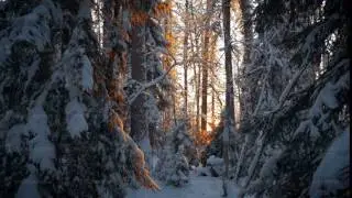 sunset in deep winter spruce forest