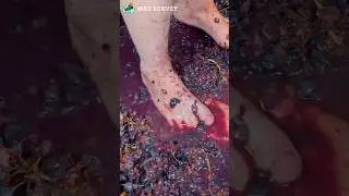 Old fashioned grape juice//msd survey#shorts