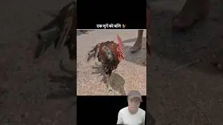 Ak murge ki hau Bali #amazingfacts #animals #shortfeed #moviefacts #movie