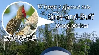 Where I spotted Grey-and-Buff Woodpecker 在這裡發現了這只灰黃啄木鳥 |【28】小小時光 Short Clip Series