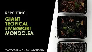 Massive Tropical Liverwort - Monoclea