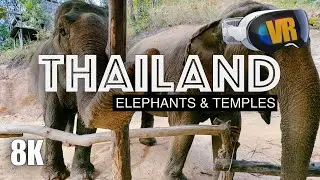 THAILAND in 3D: Elephants & Temples [8K VR180]