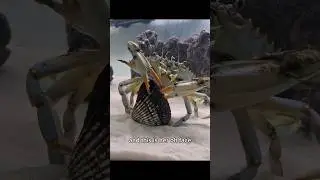 crabs make love to clams #pets #crab