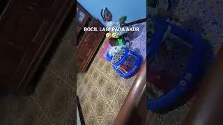 bocil lucu🤣🤣 #hiburan #anak #gemesin #gaming #gameplay #shorts #shortvideo #short #shortsfeed