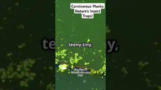 Carnivorous Plants: Nature's Insect Traps! #facts #science #nature #biology #biologicofficial