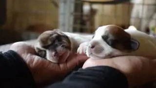 New born Schweenie puppies (5 days old)